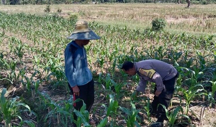Sinergi Polri dan Petani Jagung di Lombok Barat Dukung Swasembada