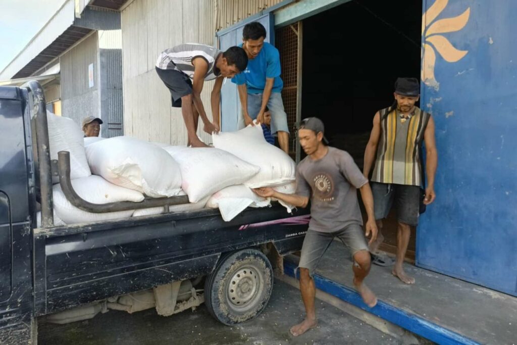 Sukses Panen: 25 Karung Jagung Petani Lombok Barat Terserap Bulog
