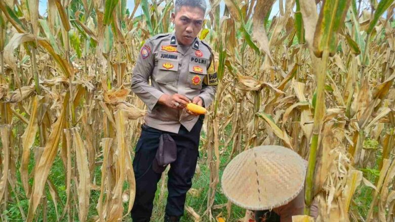Jaga Ketahanan Pangan, Bhabinkamtibmas Lembar Imbau Petani Jual Jagung ke Bulog