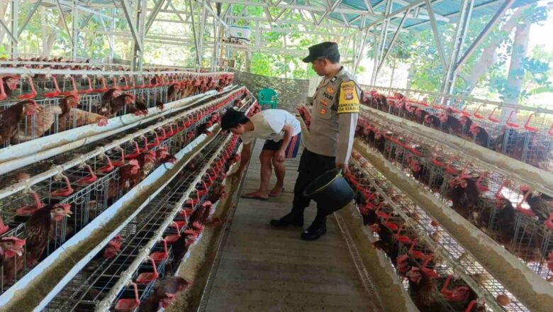Bhabinkamtibmas Gerung Sambang Peternak Ayam, Sinergi Jaga Produksi Telur