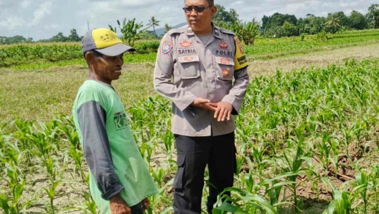 Bhabinkamtibmas Dorong Petani Jagung Telagawaru