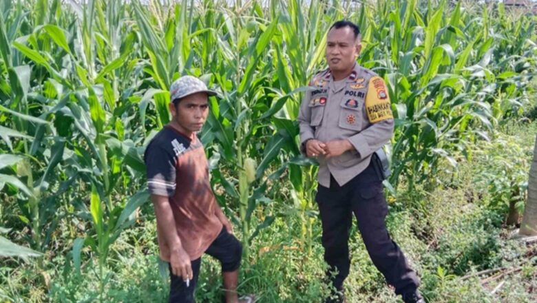 Sinergi Polsek Labuapi dan Petani Jaga Stok Pangan