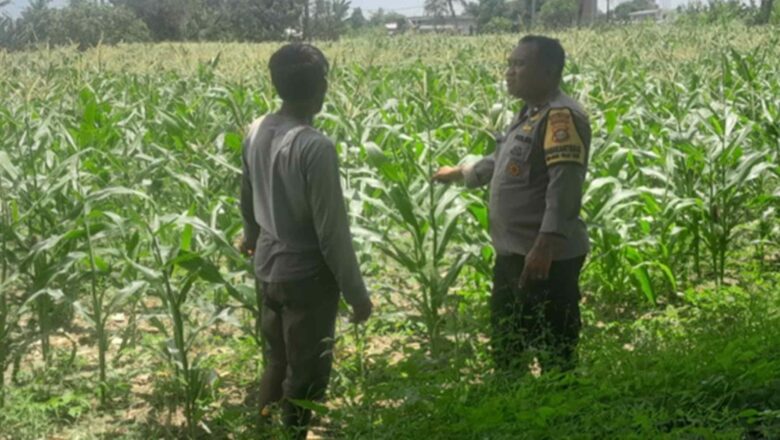 Polsek Labuapi Dampingi Petani Jagung di Bagik Polak Barat