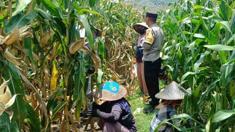 Aksi Personel Polsek Gerung Dorong Kemandirian Pangan