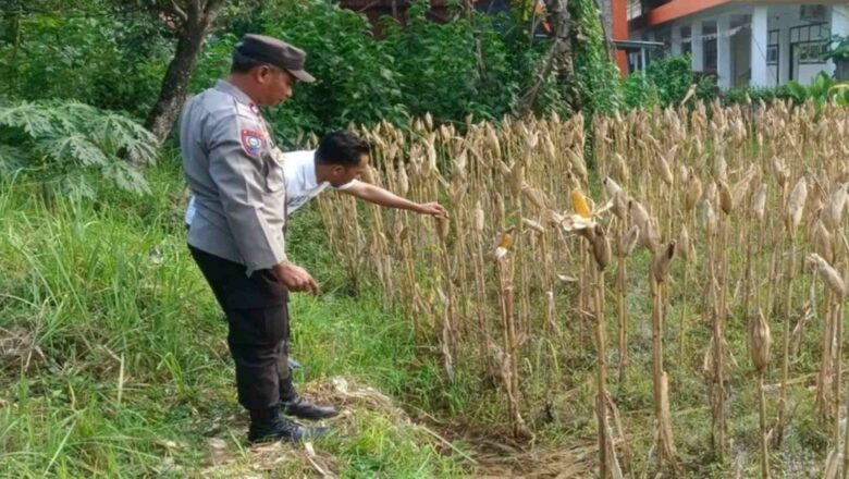 Bhabinkamtibmas Gerung Dampingi Petani Jagung Lombok Barat