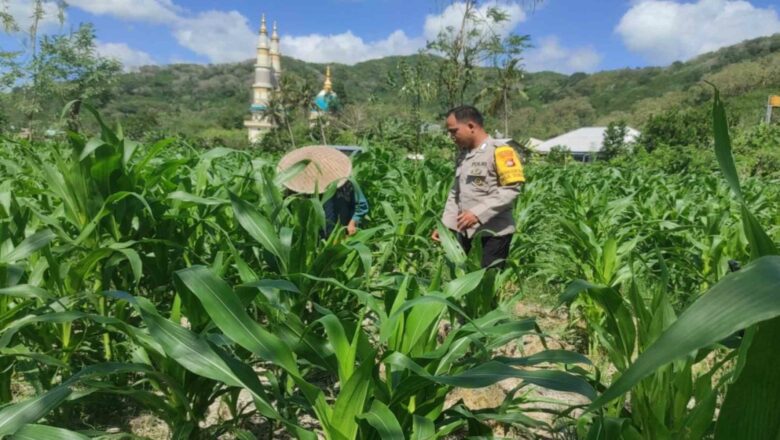 Bhabinkamtibmas Gerung Dukung Produktivitas Petani