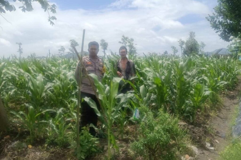 Dukung Ketahanan Pangan, Bhabinkamtibmas Beleke Bina Petani di Lahan Jagung