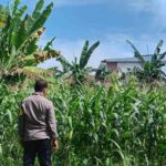 Polri Dampingi Petani Jagung Karang Bongkot Lombok Barat