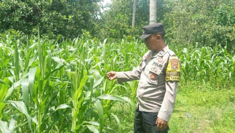 Bhabinkamtibmas Sekotong Tinjau Lahan Jagung Warga
