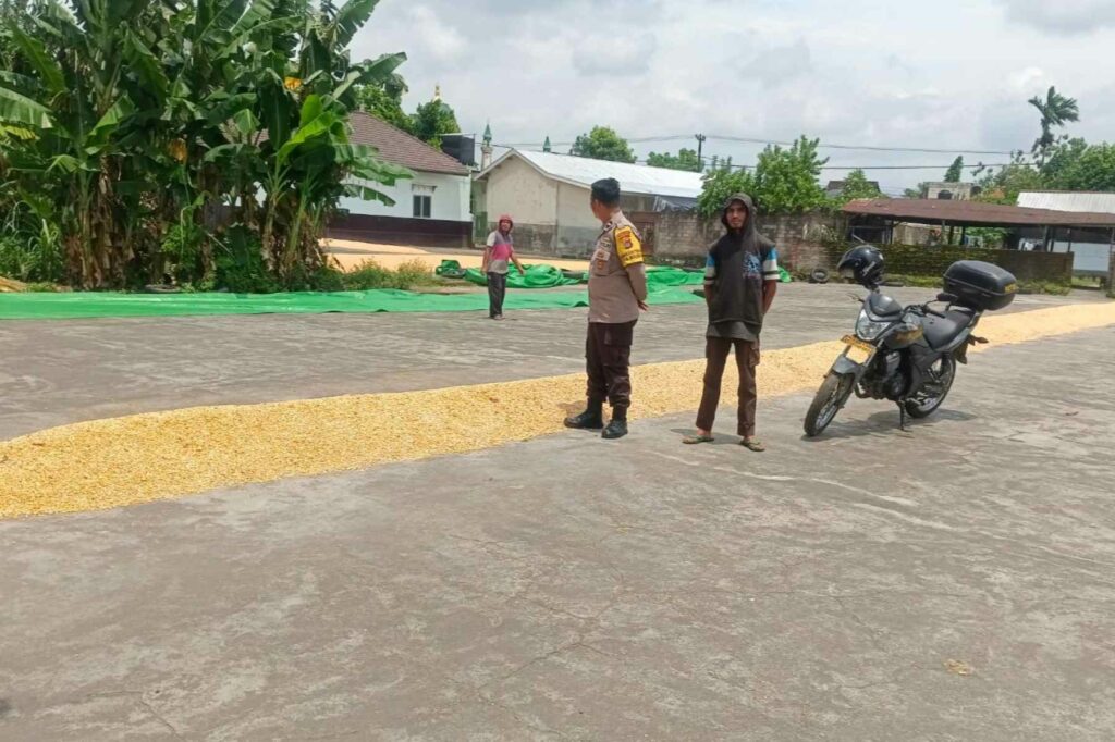 Stok Jagung Melimpah, Bhabinkamtibmas Gerung Kawal Distribusi Pangan