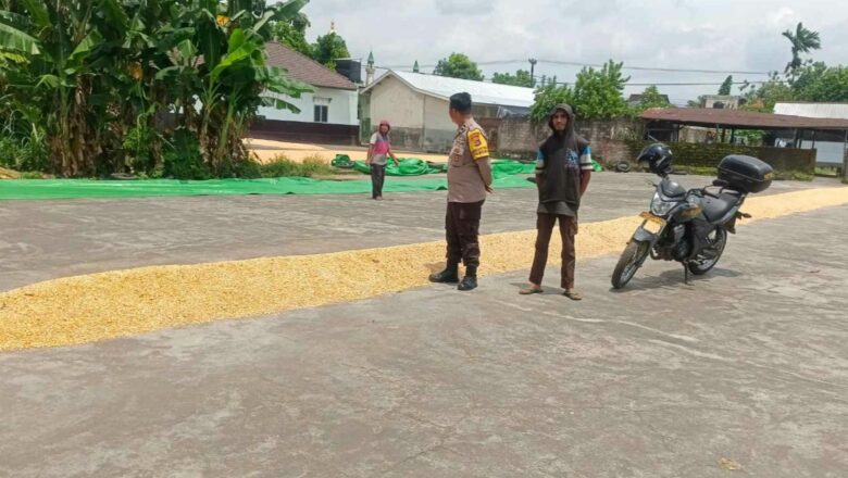Stok Jagung Melimpah, Bhabinkamtibmas Gerung Kawal Distribusi Pangan