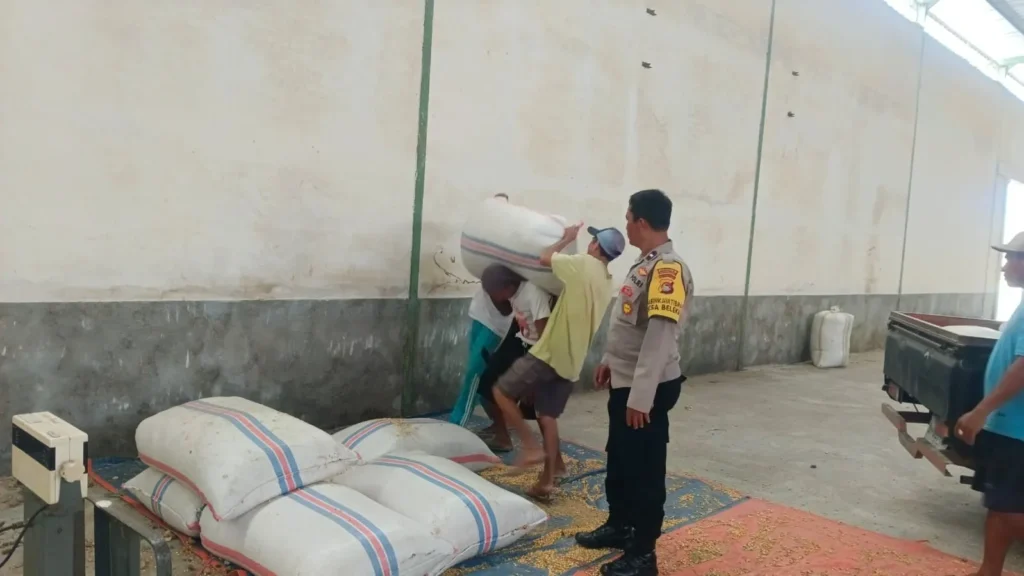 Pastikan Stok Aman, Bhabinkamtibmas di Gerung Cek Gudang Jagung