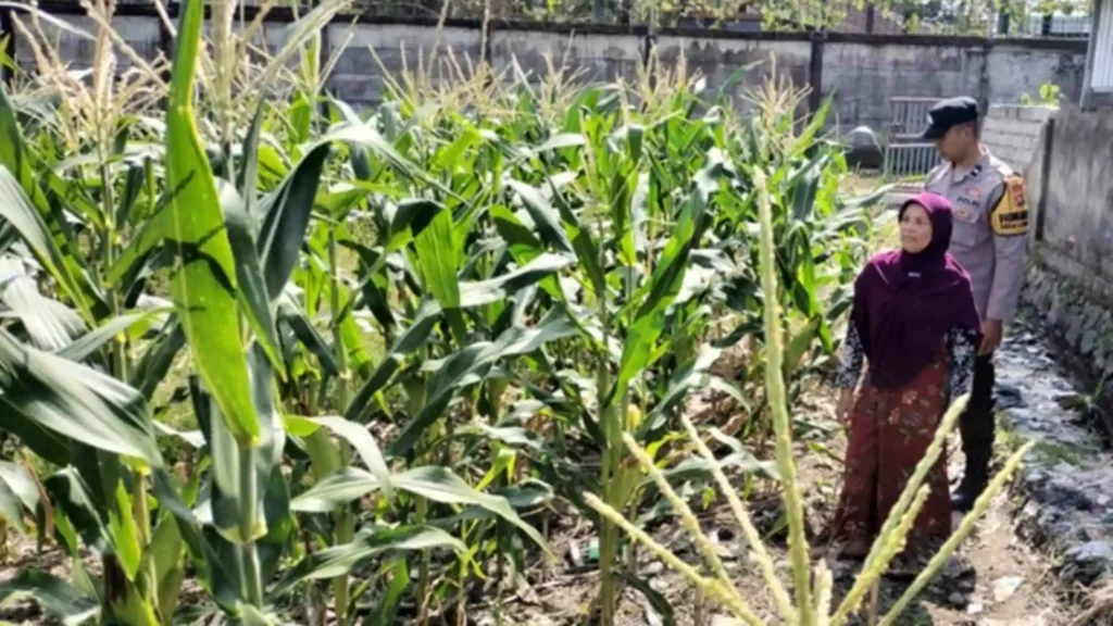 Bhabinkamtibmas Ubah Lahan Tidur Labuapi Jadi Kebun Produktif