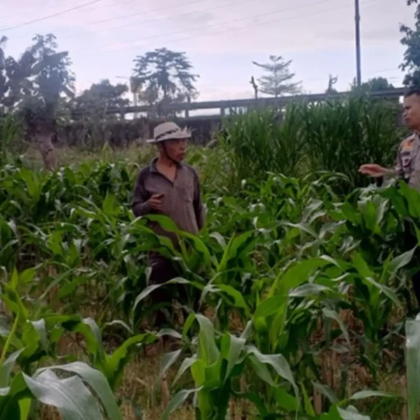 Sinergi Polri dan Petani Terong Tawah Wujudkan Swasembada Pangan
