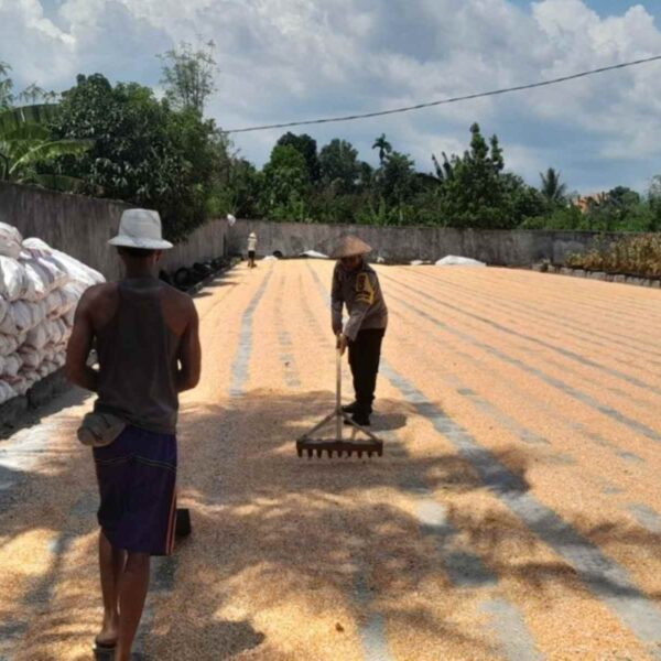 Sinergi Bhabinkamtibmas dan Petani Dasan Tapen Garap Lahan Produktif