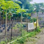 Dukung Program Presiden, Polsek Labuapi Masifkan Ketahanan Pangan