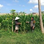 Bhabinkamtibmas Bagik Polak Barat Kawal Produktivitas Petani Lokal
