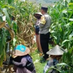 Bhabinkamtibmas Gerung Dampingi Petani Jagung Babussalam