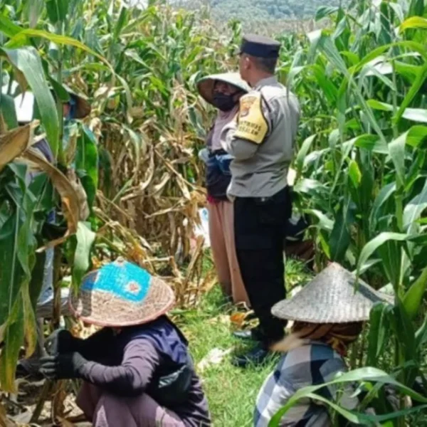 Bhabinkamtibmas Gerung Dampingi Petani Jagung Babussalam