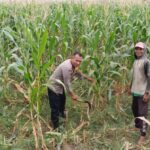 Sinergi Polri dan Petani Labuapi Optimalkan Lahan untuk Ketahanan Pangan