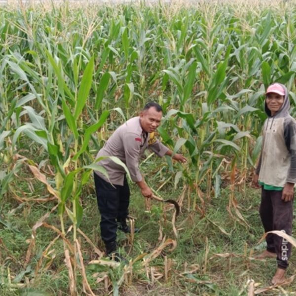 Sinergi Polri dan Petani Labuapi Optimalkan Lahan untuk Ketahanan Pangan