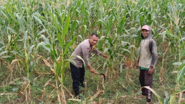 Sinergi Polri dan Petani Labuapi Optimalkan Lahan untuk Ketahanan Pangan