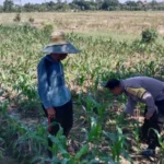 Polsek Labuapi Dorong Optimalisasi Lahan Pekarangan Warga