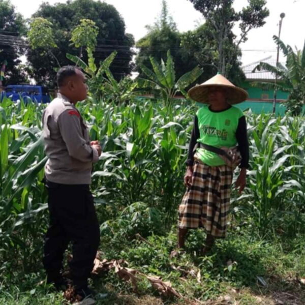 Aksi Bhabinkamtibmas Dampingi Petani Jagung di Bagik Polak Barat