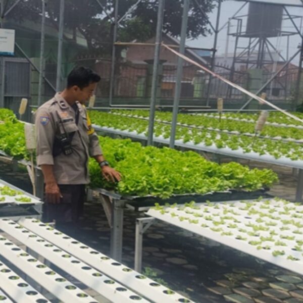 Kemandirian Pangan di Lombok Barat: Dari Selada Hingga Palawija