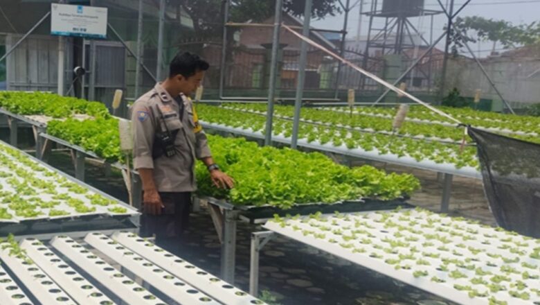 Kemandirian Pangan di Lombok Barat: Dari Selada Hingga Palawija