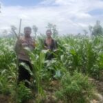 Sinergi Polsek Gerung dan Petani Wujudkan Swasembada Pangan di Beleka