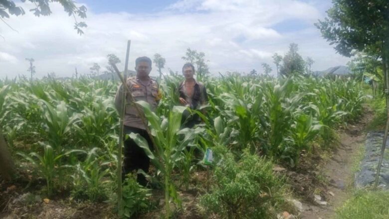 Sinergi Polsek Gerung dan Petani Wujudkan Swasembada Pangan di Beleka