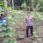 Strategi Bhabinkamtibmas Batulayar Optimalkan Lahan Pekarangan