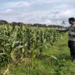 Polri Kawal Swasembada Pangan di Desa Bagik Polak Lombok Barat