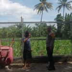 Inovasi Rak Bertingkat Solusi Pangan di Lahan Sempit