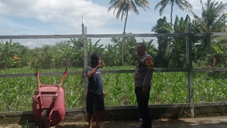 Inovasi Rak Bertingkat Solusi Pangan di Lahan Sempit