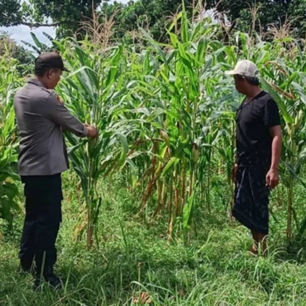Dukung Ketahanan Pangan, Bhabinkamtibmas Dampingi Petani Jagung