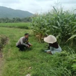 Aksi Bhabinkamtibmas Babussalam Dampingi Petani Jagung