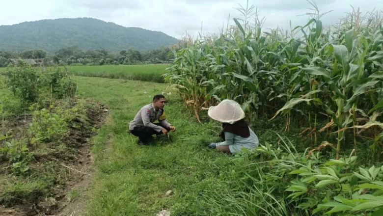 Aksi Bhabinkamtibmas Babussalam Dampingi Petani Jagung
